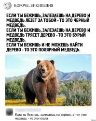 Вот так встреча: медведь загнал грибника на дерево
