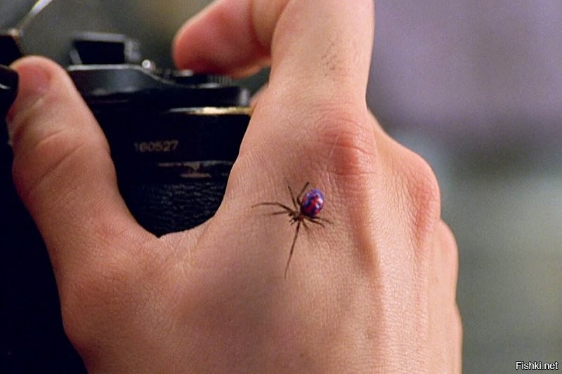 Учёные хотят сделать лекарство из паука, чей укус вызывает железную эрекцию