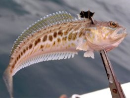 У нас такая куйня прям у берега водиться и всем говорю что бы на хрен не трогали , но если есть у тебя газовая горелка и горячая вода и аспирин кардио то можно . У него главная проблема , главное не прикасаться к короне . Мясо очень вкусное но нужно ждать пока сам подохнет и щипцами вырезать жилы и корону .