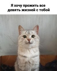 Японский учёный придумал, как продлить жизнь кошкам