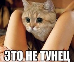 На Курилах поймали тунца весом под 300 кг