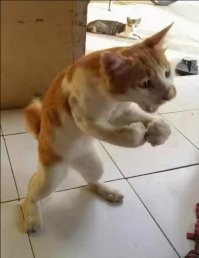 Жизнь в ритме кототанца