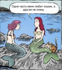 Жизнь в ритме кототанца