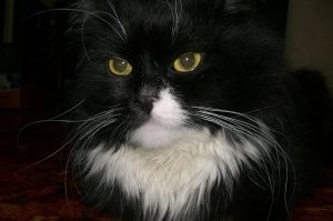 У моих друзей вот такой красавец ушёл из за болезни почек .