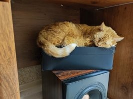 Моя от рака умерла в ~14,5 лет хотя усыплять надо было на пару месяцев раньше.... Тут за пару дней до умервщления...