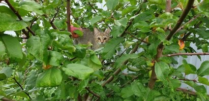 Моя кошка Ева во время охоты на яблоко