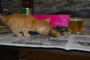 меня был кот , обычный с улицы взял, так тот не ровно дышал на оливки-маслины! Как учует, что открыли банку -сразу в стойку!! Даем, он ее не сразу ест-весь в ней обваляется, грызет, кидает на пол и валяется, как будто хочет пахнуть ей весь! Потом съедает . Даже видео снимал, но кот уже умер лет 10 назад. Сейчас такой же расвиздяй, взяли с подвала, в первый же день понюхал рыбки копченой и пива)))) Правда не давали, но теперь как пиво наливаю и рыбой пахнет, он всегда на руках)))