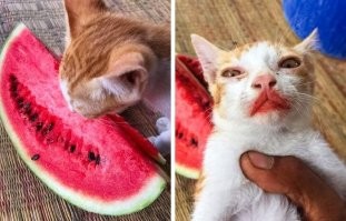 Котики-гурманы с неожиданными вкусовыми привычками