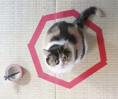 Отомстил и ножницы сломал?