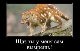 В Австралии поймали тигрового кволла, который 130 лет считался вымершим