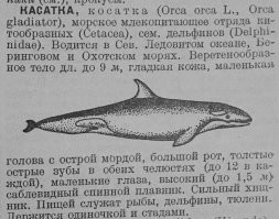 А в СССР, загляните в словарь Ожигова, слова кОсатка не существует. В Большой Советской Энциклопедии: Касатка (млекопитающее сем. дельфинов).