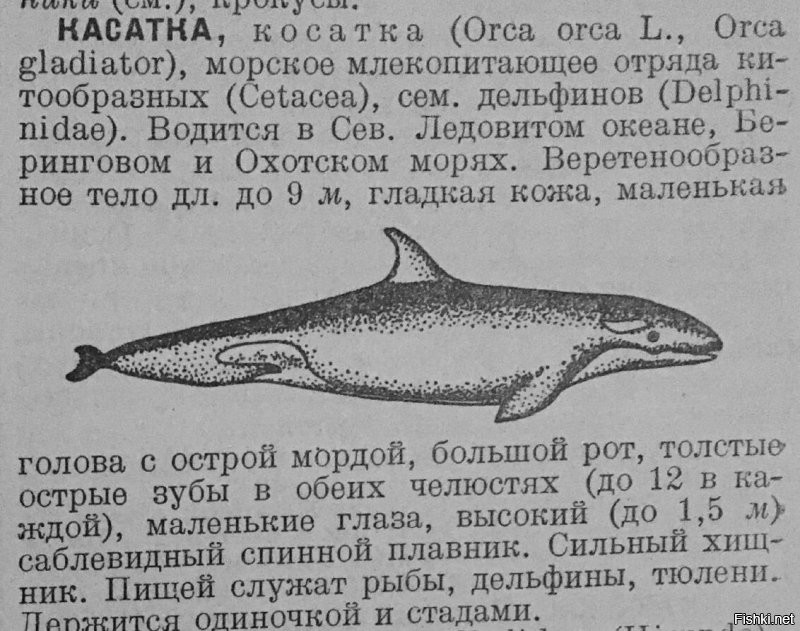 А в СССР, загляните в словарь Ожигова, слова кОсатка не существует. В Большой Советской Энциклопедии: Касатка (млекопитающее сем. дельфинов).