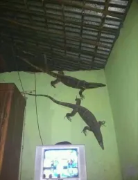 как это возможно ?
они не могут по стенам лазить - обман