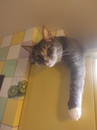 Самый странный кот из всех что у меня был) но всегда при деле))) холодильник размораживает, контролирует процесс приготовления пищи