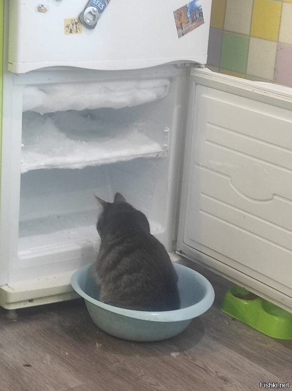 Самый странный кот из всех что у меня был) но всегда при деле))) холодильник размораживает, контролирует процесс приготовления пищи
