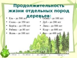 Это в среднем. Есть конечно рекордсмены и до 2000 лет. Но в городе кому такая "радость" на голову нужна? Тем более, что он раздвояйца.
