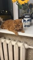 Котики-философы, которые знают о мире всё или почти всё
