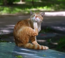 Котики-философы, которые знают о мире всё или почти всё