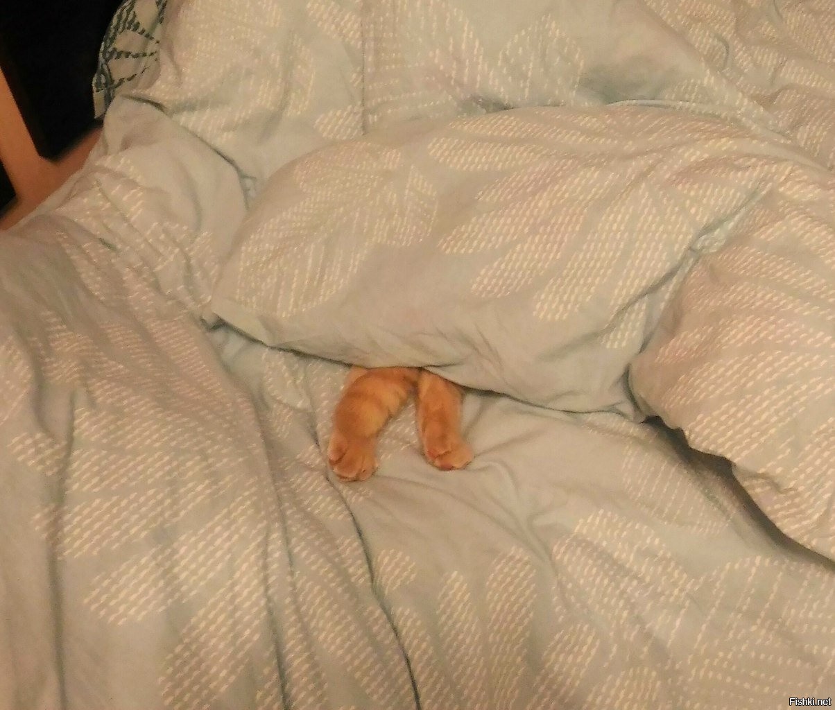 Лапки из под одеяла