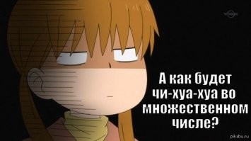 Чихуахуа: маленький комок злости
