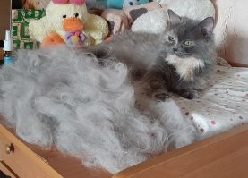 Вот, вычесал недавно)))