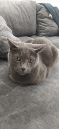 Поэтому у меня кот ))))