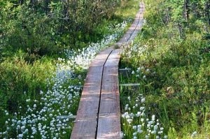 Сделали дорожку из досок  поверх камня и всё...  Истерли доски - постели другие... Быстро, дёшево, экологично. и никакого ущерба.