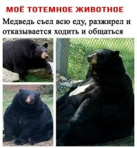 На Аляске выбирают самого толстого медведя