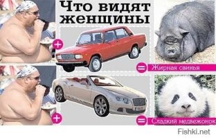 На Аляске выбирают самого толстого медведя