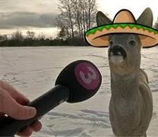 Неравнодушные люди спасли оленя из водной ловушки