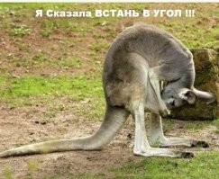 Сумку кенгуру показали изнутри