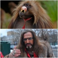 Гелада: обезьяна с эффектной внешностью