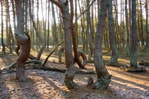 «Куршская коса»