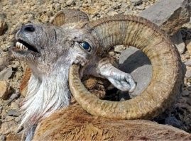 У горных баранов рога тоже бывает в голову врастают и животное гибнет.