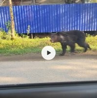 извините конечно, но вы сейчас всё это объясняете человеку прожившему 50 лет в Якутии..
у нас тут медведи по улицам ходят!