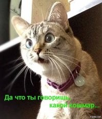 В США инженер проверял серверы, а его кот прыгнул на клавиатуру и стёр все данные