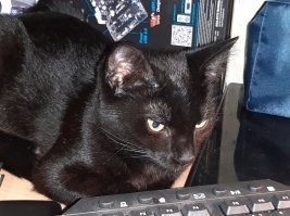 там ему 5 месяцев. подросток.
тут почти 7: