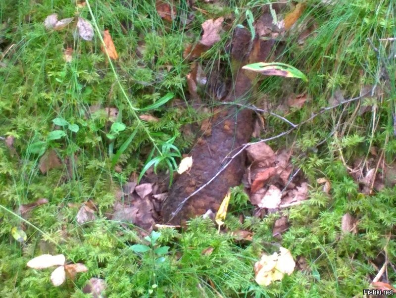 Пособирал грибочков.)))