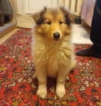 В феврале 2006 года, немного не дожив до 14 лет, умер мой колли Гера. Он был третьей моей собакой, если считать с самого начала и первой, которую я выбрал и завёл сам, без участия родителей. С тех пор прошло немало лет и у меня было много собак. Это были замечательные собаки, но все они были не колли -- так уж выходило. И вот, буквально на прошлой неделе, у меня завёлся вот такой микроб, одиннадцатая моя собака. Я -- коллист до мозга костей и я счастлив.