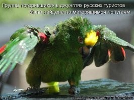 Песня помогла найти грибников, заблудившихся в Подмосковье