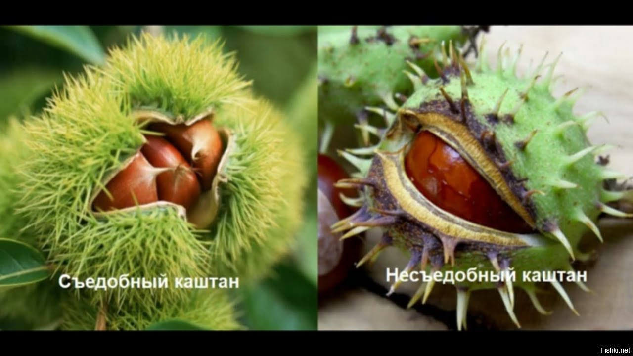 Ну, разница же очевидна. Это не то, как этанол  с метанолом спутать.