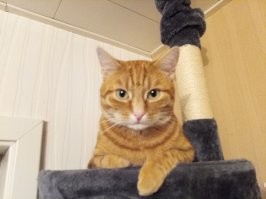 Не надо нам таких подарков. Один раз я уже гонялся с тапком по всему залу за подарком. Эрик сидел и с интересом наблюдал. Потом скорбел над телом...