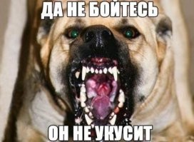 На девушку с двумя той-пуделями напал мужчина  в пункте СДЭК
