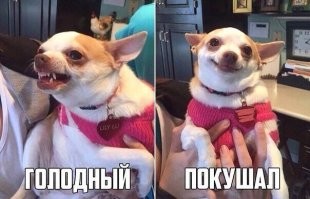 20 эмоциональных мордашек животных, по которым и без слов понятно, что они обо всех нас думают