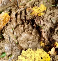 Это она от страха наделала?