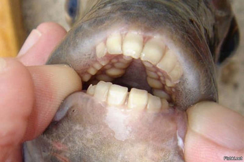 Паку ,одна из разновидностей пираньи. Тоже с человеческими зубами.