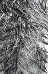 А спина моей собаки после прогулки под дождем похожа на гравюру Дюрера