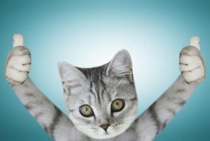 Участница марафона пожертвовала медалью ради спасения котёнка