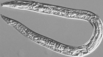 46,000 лет
червь-нематода