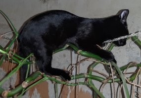 я верю в кота, который ходит по цепи :)
(фото сделано на тапок, и в обстановке типа "лофт". растение монстера. положение кота - примерно 1,8 м от пола).